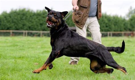 Two-year-old girl in hospital with serious injuries after Rottweiler ...