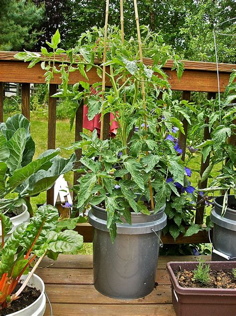 A Complete Video Guide for Growing Heirloom Tomatoes: Start to Finish!