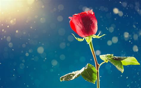 Windows 10 Flower Wallpaper - GAMBAR BUNGA