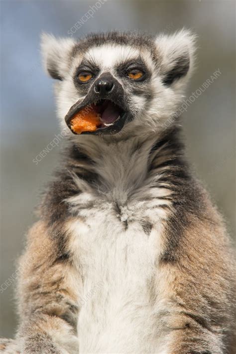 Captive ring tailed lemur eating fruit - Stock Image - C038/5592 - Science Photo Library