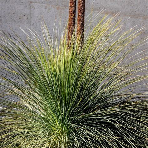 Australian Grass Tree, 20 seeds | TSC: Heirloom & OP seeds, non-GMO ...