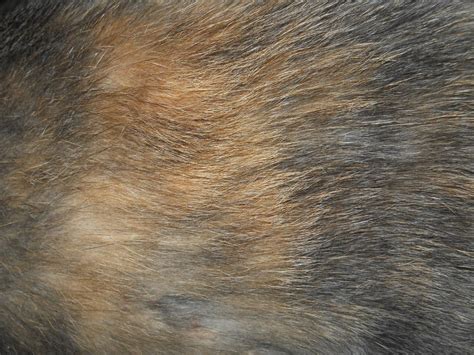 Cat Fur Texture 3 by Orangen-Stock on DeviantArt