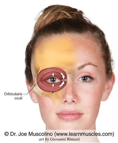 Orbicularis Oculi Muscle