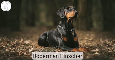 The Doberman Pinscher - Best Guard Dog In The World?