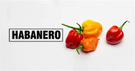 Habanero Pepper: A Complete Guide of Heat and Flavor + 7 Recipes