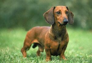 Methods to Train Dachshund - Strategies and Techniques for Easy ...