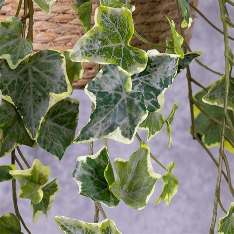 Ivy (hedera helix), Variegated - Atlas Flowers