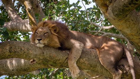 Queen Elizabeth National Park Uganda