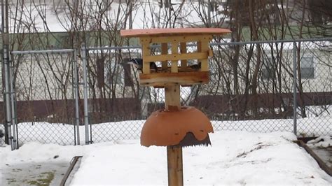 Dove Proof Bird Feeder – UPDATED 2020 – How To Discourage Doves From Bird Feeder?