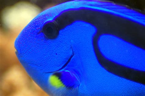 Pacific Blue Tang Free Photo Download | FreeImages