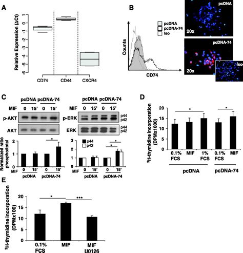 Surface expression of CD74 by type II alveolar epithelial cells: a ...