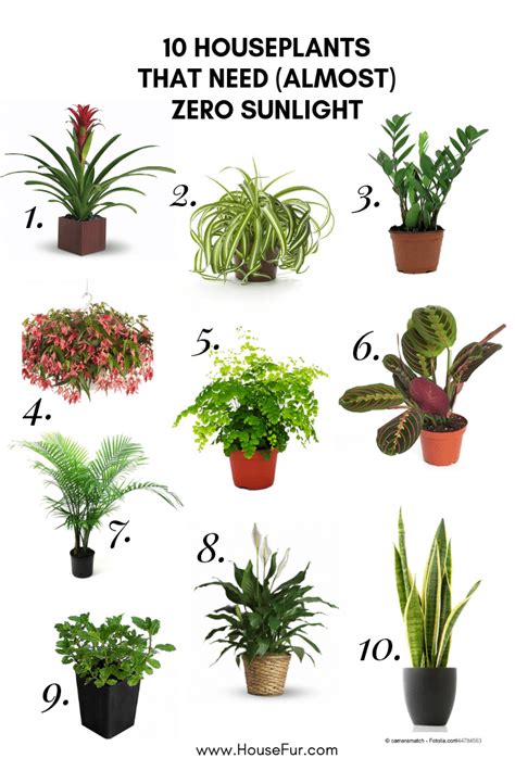 10+ Houseplants That Need (Almost) Zero Sunlight | House plants indoor ...