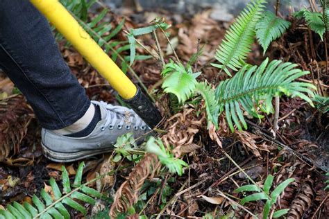 How to Propagate Ferns | Gardener’s Path