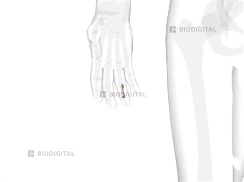 Middle phalanx of right ring finger | BioDigital Anatomy