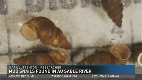 Invasive species, New Zealand mud snail, found in Au Sable watershed | wzzm13.com