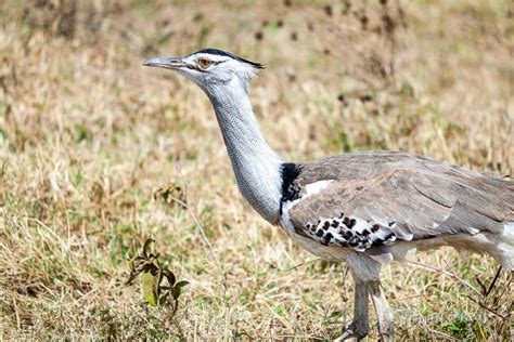 50 Beautiful African Birds: A Safari Photo Guide