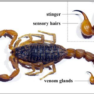 Microstructures of scorpion stingers. The microstructures of scorpion ...