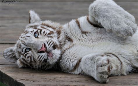 White Tiger Cubs Wallpapers - Wallpaper Cave