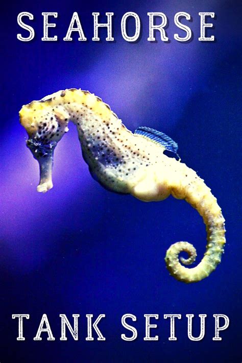 How to Set Up a Seahorse Aquarium - The Pet Supply Guy | Pet seahorse, Seahorse aquarium ...