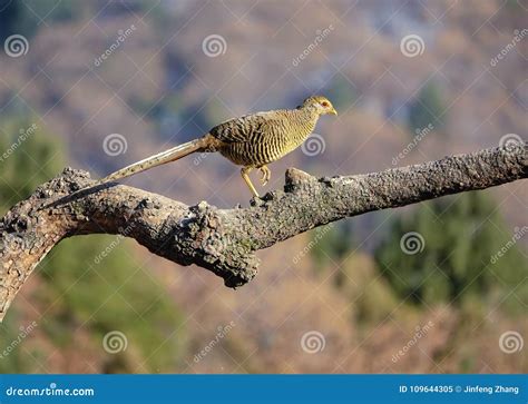 Female golden pheasant stock image. Image of pictus - 109644305