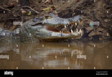 Closeup side on portrait of Black Caiman (Melanosuchus niger) head in ...