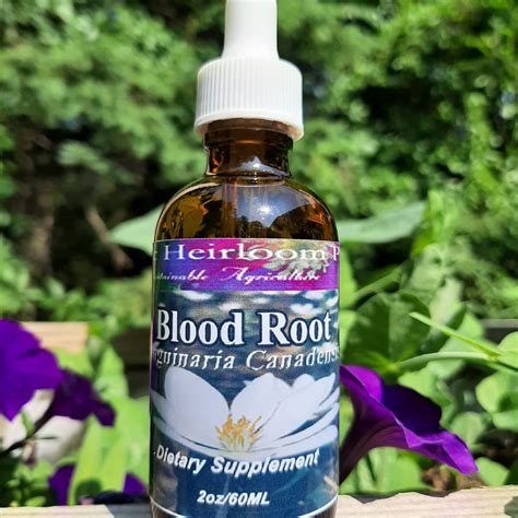 BLOOD ROOT, Sanguinaria Canadensis, Herbal Tincture, Herbal Extract ...