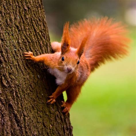 NATIONAL SQUIRREL APPRECIATION DAY - January 21, 2023 - National Today