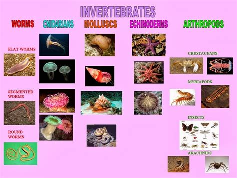 The English Cubby: Invertebrates