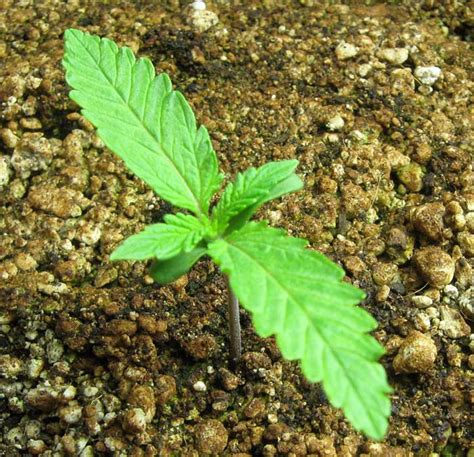 Cannabis Air & Temperature for Germination 💬 | Green CulturED