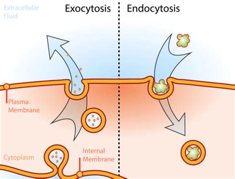 Cell Transport and Homeostasis | CK-12 Foundation