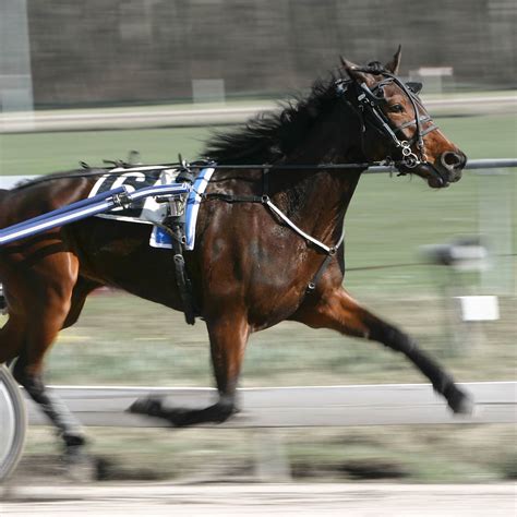 Treatment of trotting horses: Thoughts and case studies - Fascia Horse