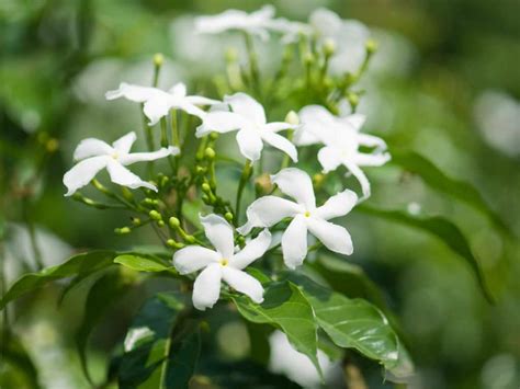 Jasminum officinale (Common Jasmine) - World of Flowering Plants