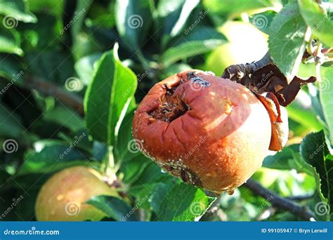 Rotten bad apple on a tree stock image. Image of fruit - 99105947