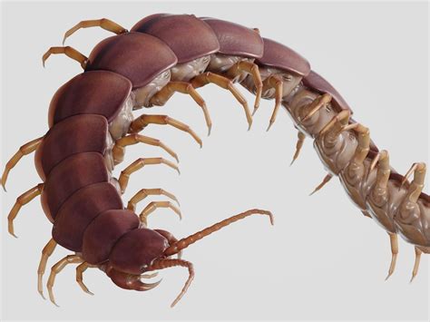 3D model Scolopendra gigantea rigged and animated for Cinema 4d VR / AR / low-poly | CGTrader