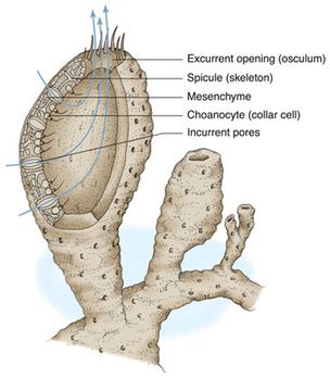 Sycon quadrangulatum (Calcareous Sponges) - Cardiovascular System