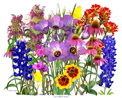 Florida wildflower clipart - Clipground