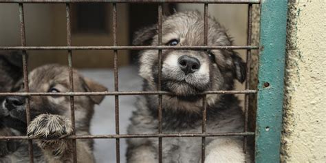 "It's catastrophic": the SPA desperate in the face of the record number of animal abandonments ...