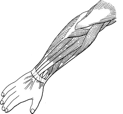 Label and Color the Muscles of the Arm (Extensors)