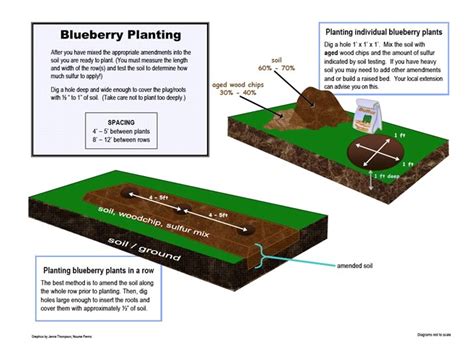 How to grow blueberries