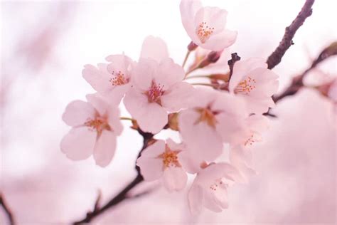 The Gorgeous Meanings Behind Cherry Blossom Tattoos - Beauty Mag