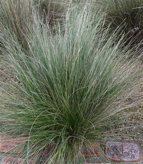 Poa Coastal Tussock Grass - Plants for Spaces