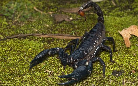 The emperor scorpion, Pandinus imperator, is a species of scorpion ...