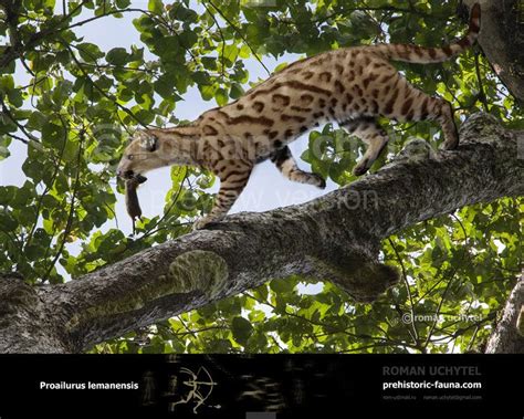 a cat walking on top of a tree branch