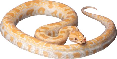 Snake Png Transparent Images Free Download