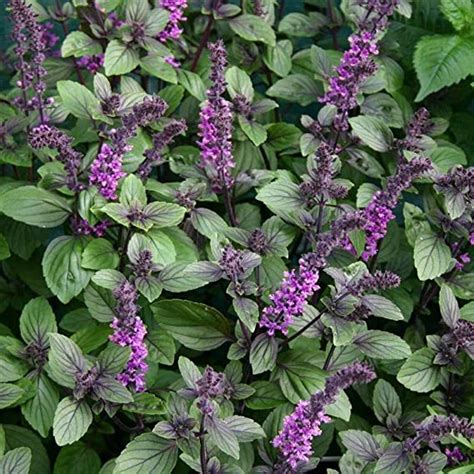 Purchase Premium African Blue Basil / Tulsi Plant Online