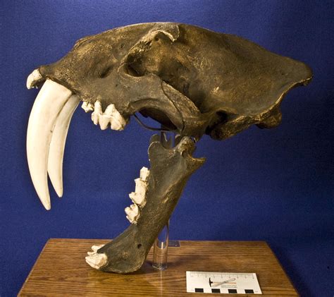 smilodon fatalis Smilodon, Sculptures, Lion Sculpture, Ice Age, Prehistoric Animals, Large Cats ...