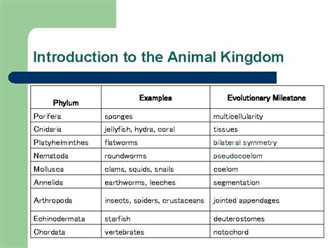 Introduction to the Animal Kingdom Examples Phylum Evolutionary