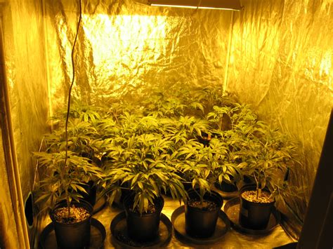 Go, Glow, Grow - Advantages of Marijuana Indoor Grow Room