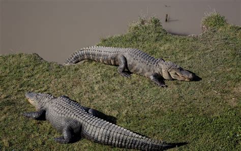 Free Images : water, nature, swamp, wilderness, shore, river, pond ...