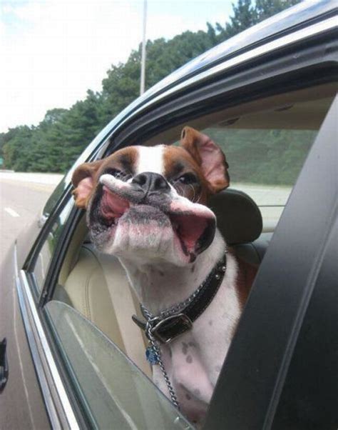 Dog Car Window - 1Funny.com